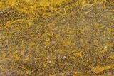 Polished Coquina Jasper Slab - India #130900-1